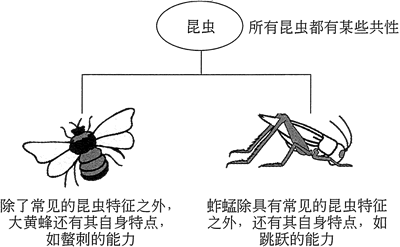 蚱蜢和大黄蜂是昆虫的特殊版本